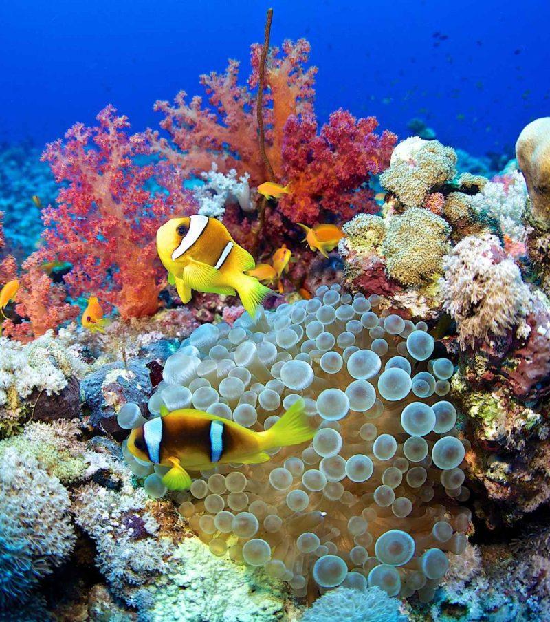 Туры в ЕГИПЕТ